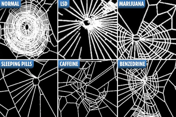 spiders on drugs 2.jpg
